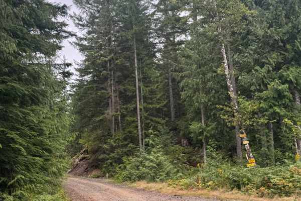 Upper Chehalis - SK 100
