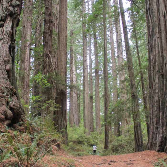 Near Damnation Creek Trail