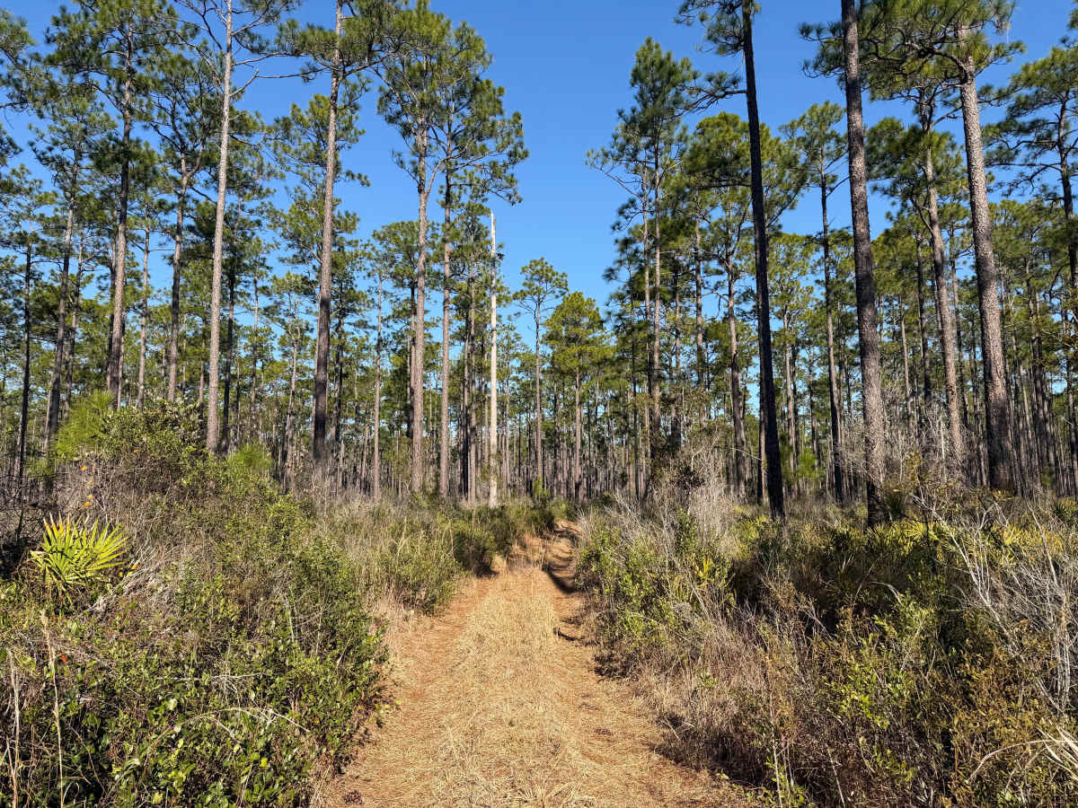 FR 217-G trail photo