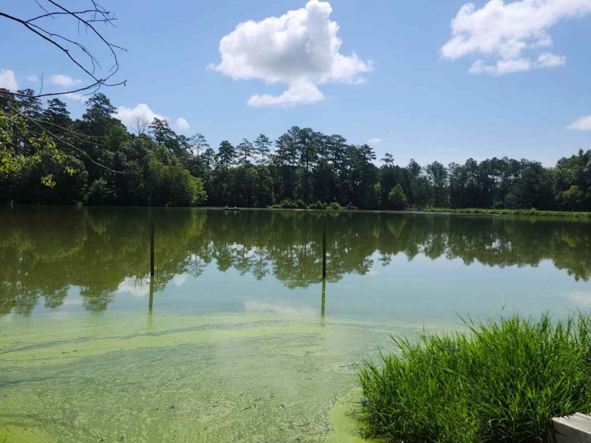 Hearnville Pond Trail photo 6