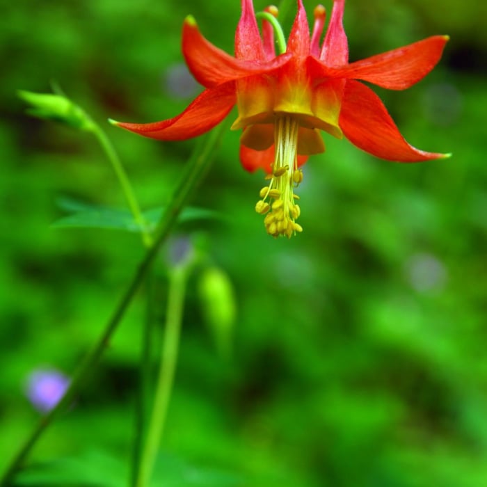 Near Horsetail, Ponytail + Triple Falls Hike