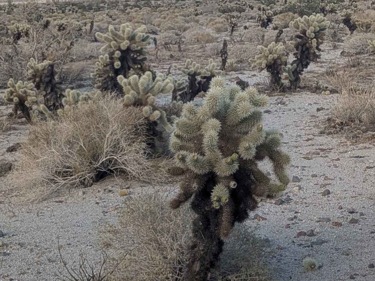 Dos Cabeza East - BLM 150 trail photo