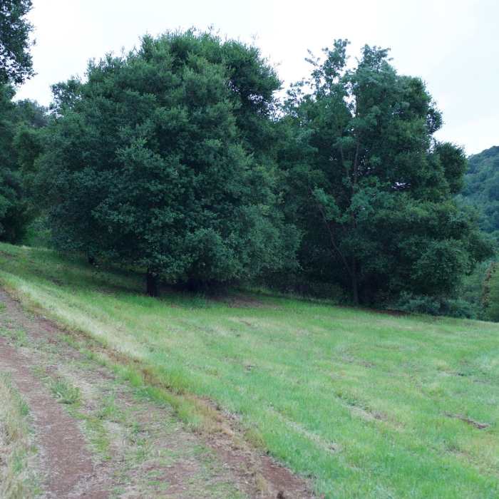 The trail gently climbs along the hillside. Near Flume Trail