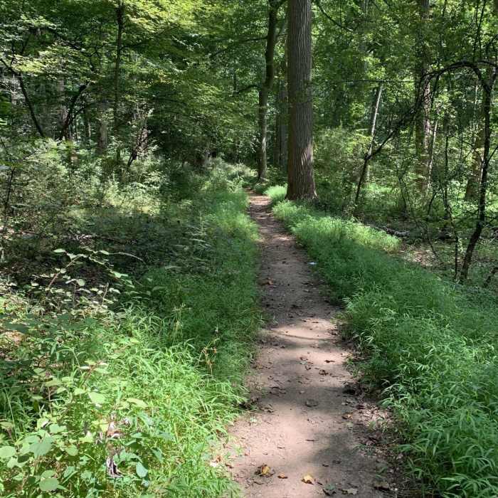 Typical path on the trail Near Jockey Hollow Grand Loop Variant