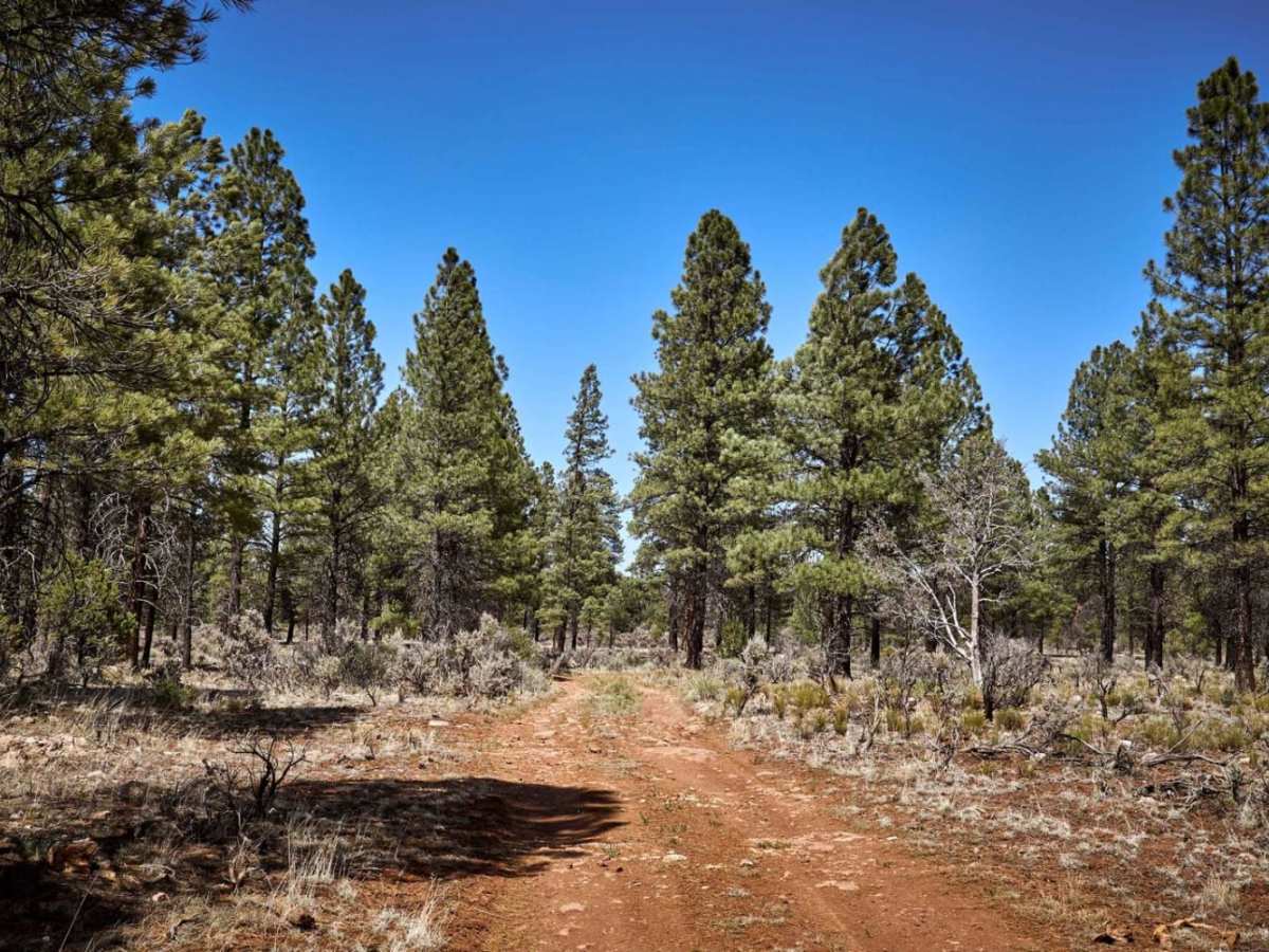 Forest Road 2619 photo 4