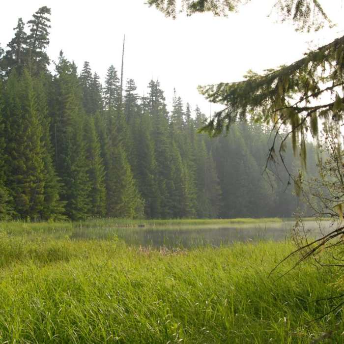 Near Timothy Lake Loop