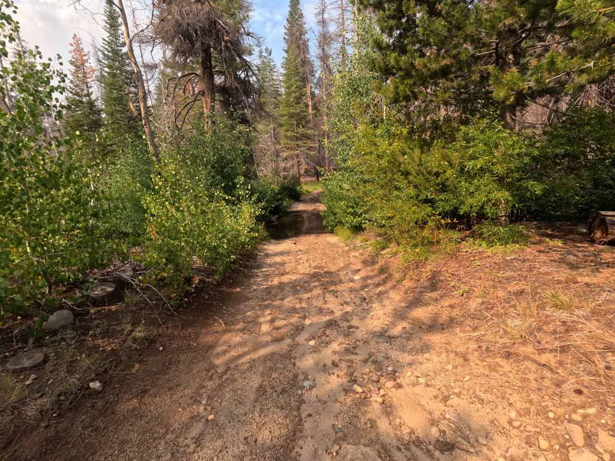 Onion Springs - FS 27E223 photo 5
