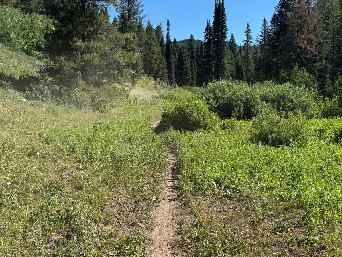 Canyon Creek North Fork - FS 227 trail photo