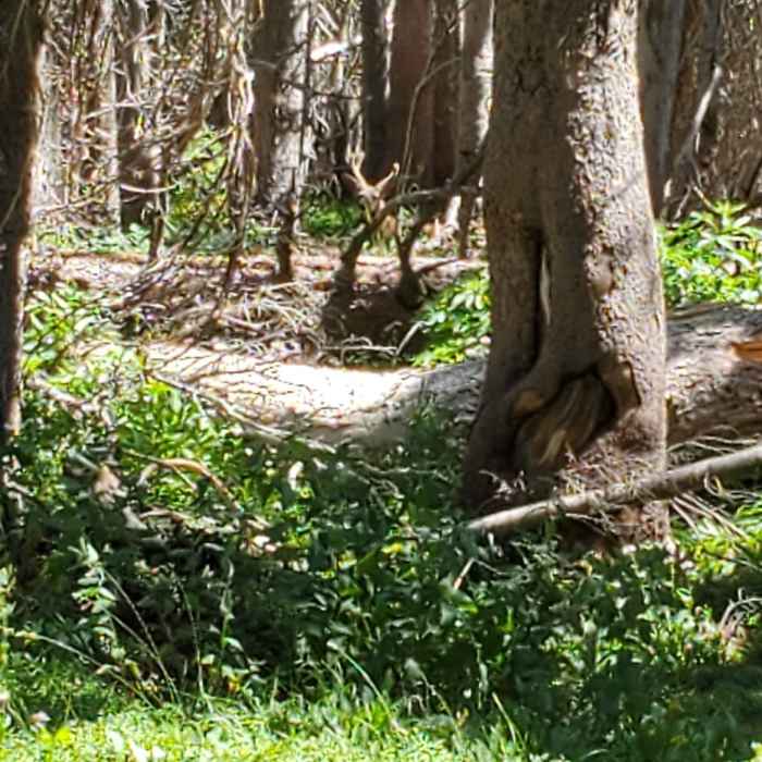 A young Mule deer in velvet about 30 yards off the trail. August 18, 2019 Near Tipple Trail #293