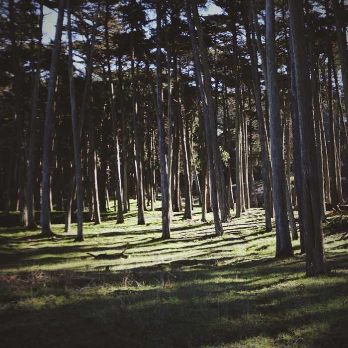 There are many trees along the Ecology Trail. Near Bay Area Ridge Trail: San Francisco Presidio to the Golden Gate Bridge