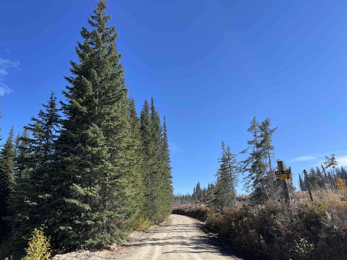 Spa Hills to Arthur Lake Rec Site trail photo