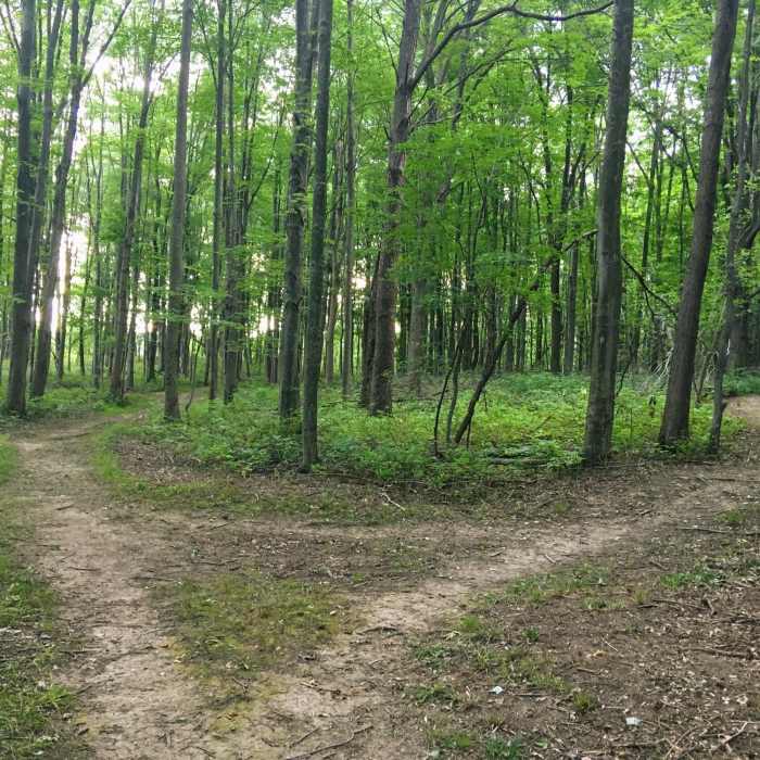 Which path will you take? Near Knox Farm Medium Loop
