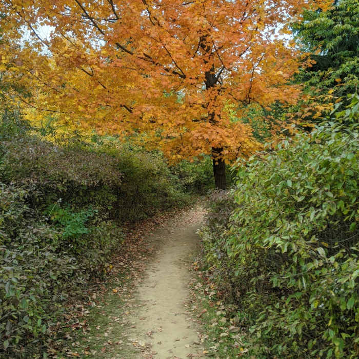 Sick fall colors coming into a turn. Near Ice Age Trail: Holy Hill Segment