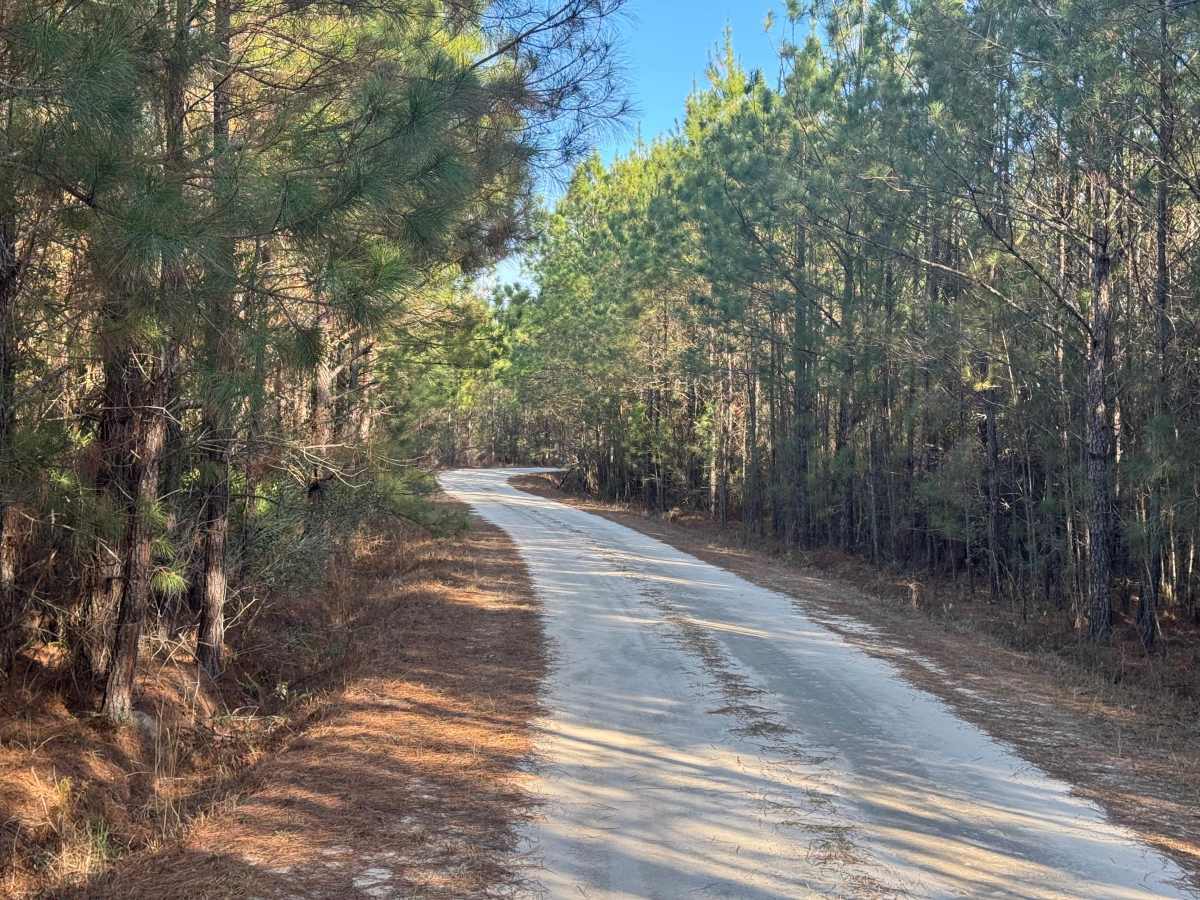 Jackson Island Road photo 2