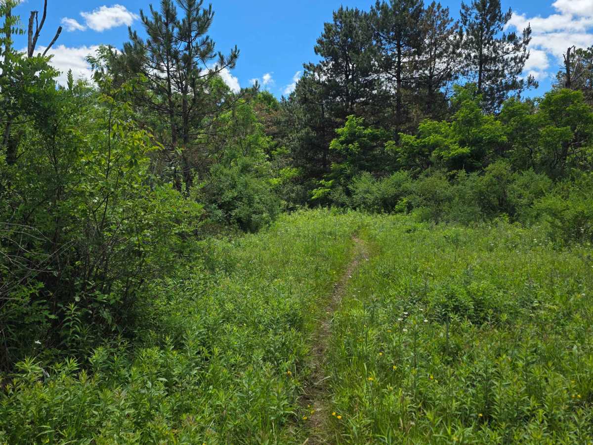 Single Track KK photo 4