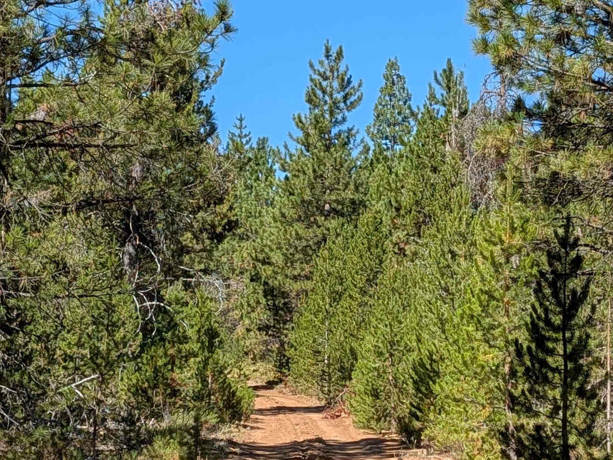 White Deer Lake West - FS 41N40 photo 2