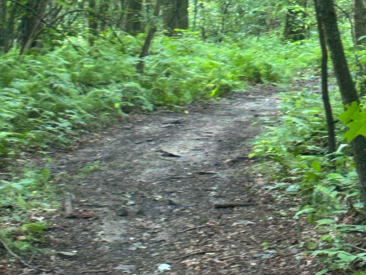 Trail 59 photo 4