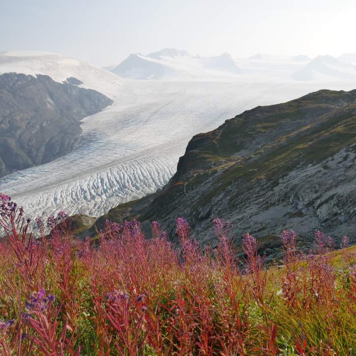 Near Harding Icefield Trail