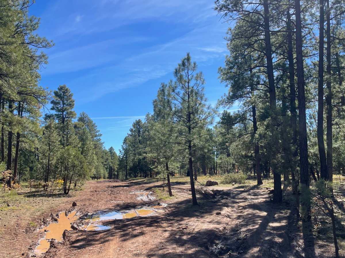 FS 665 trail photo