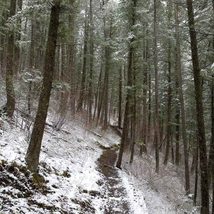 Near Garnet Mountain Trail (85)