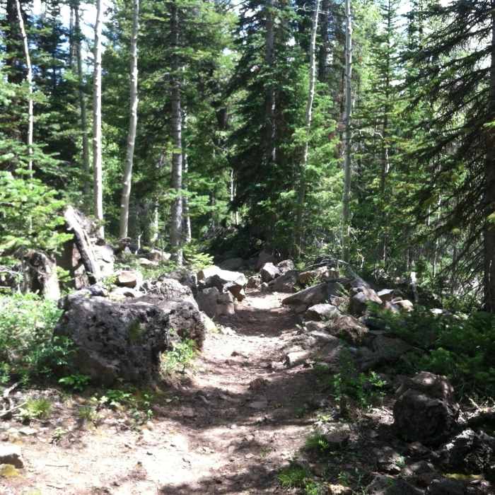 Near West Bench Trail #501