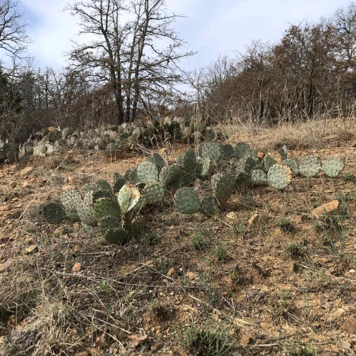 A prickly pear cactus grows alongside the Black Trail portion of the Cross Timbers Trail. Near Cross Timbers Black Trail