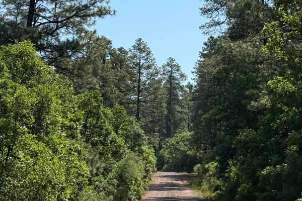 West Trail Creek - FR 20