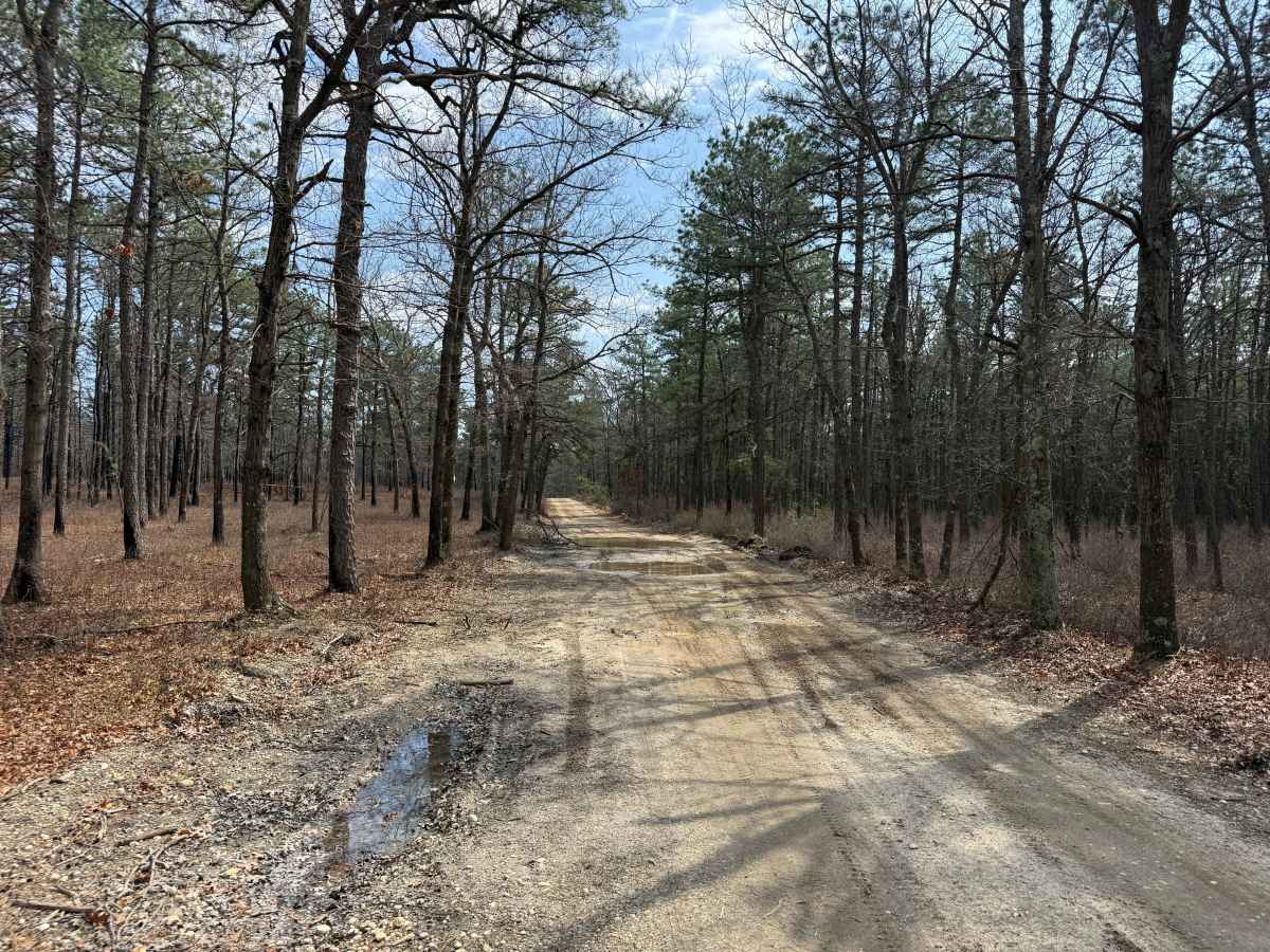 Jones Road Trail photo 3