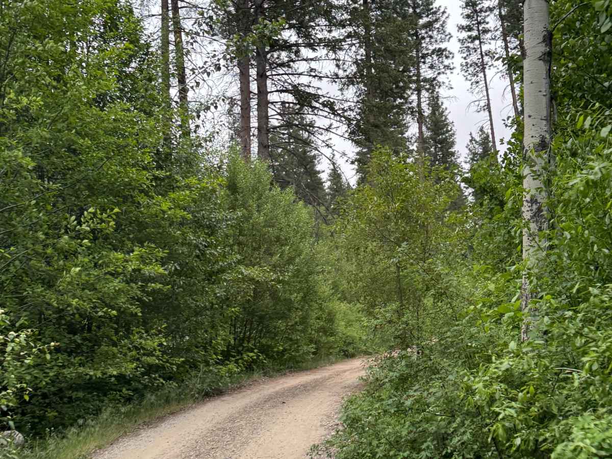 Cougar Lake Road photo 4