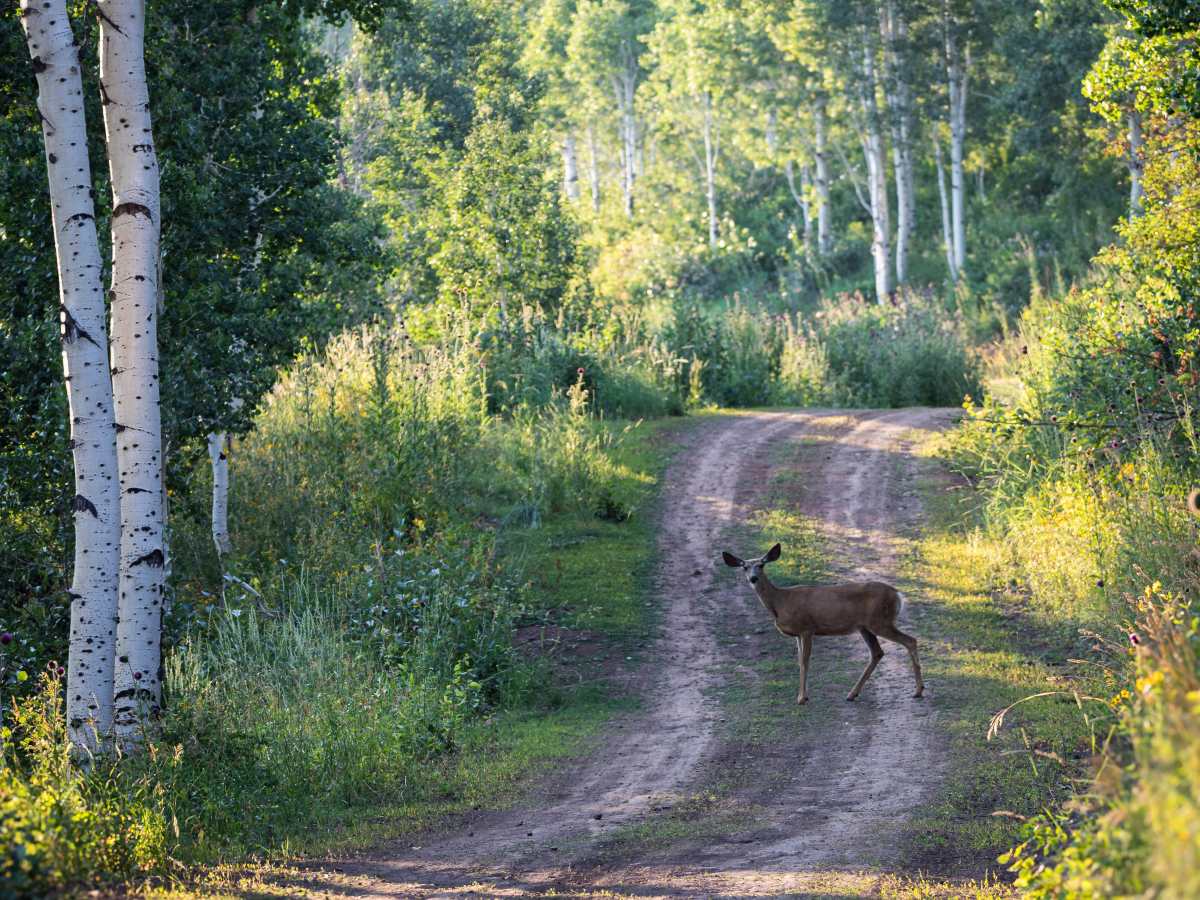 Left Fork Hobble Creek - FS 70147 trail photo
