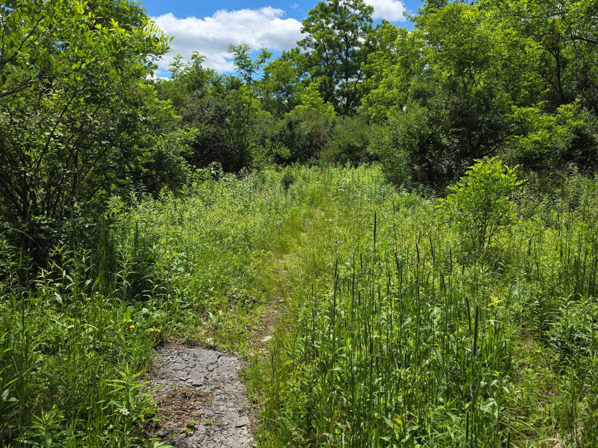 Single Track KK trail photo