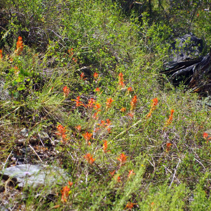 Near Mosca Pass Trail