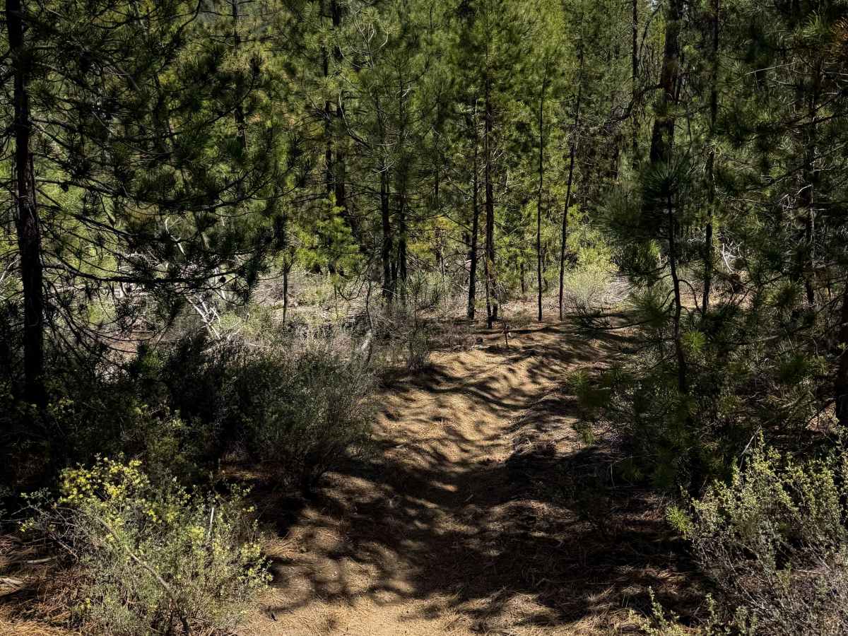 Trail 26  photo 5
