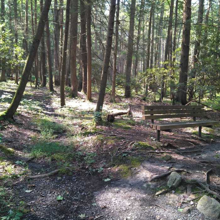 Near Whipple Lake Trail