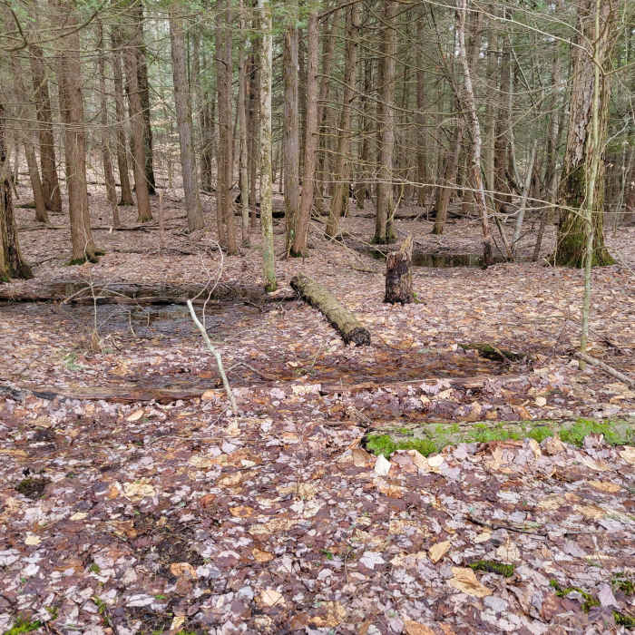 Early spring, forest pools near the trail. Near Greenwood Park - #5 of the Broome County Dozen Challenge