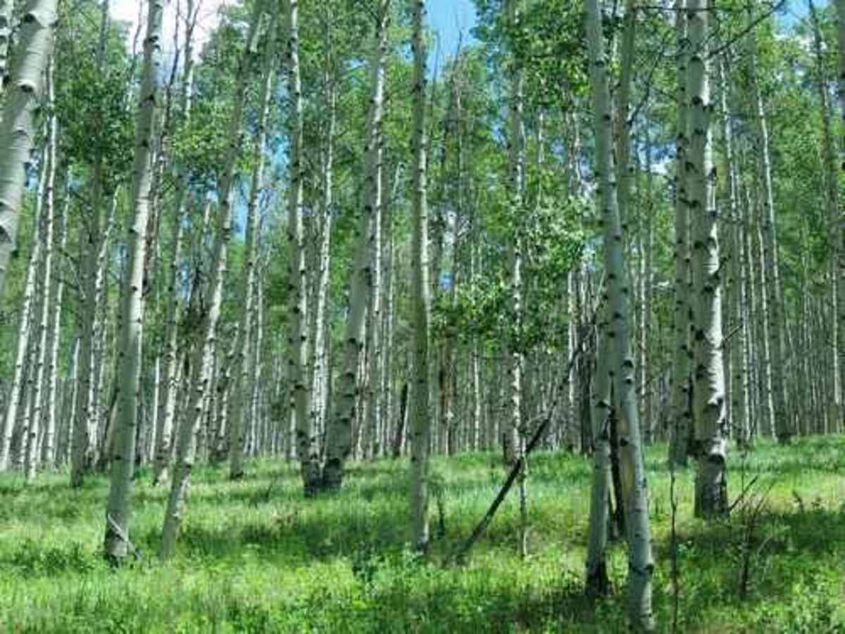 Aspen Ridge photo 6