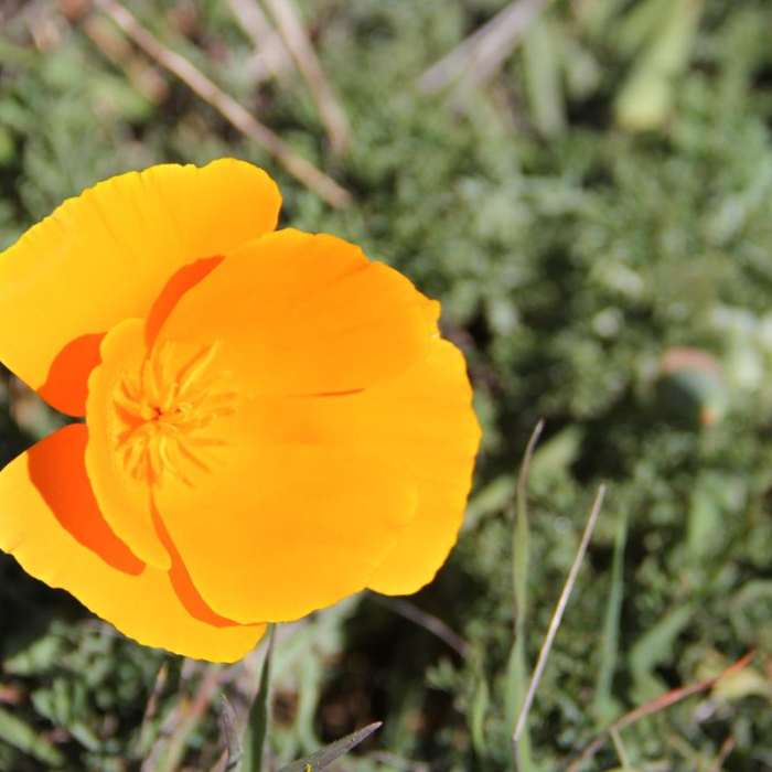 Near Coastal Trail, Pantoll to West Ridgecrest Boulevard