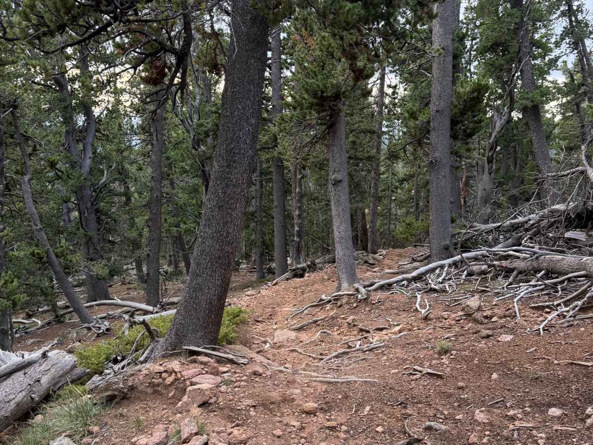 Nelsons Trail photo 5