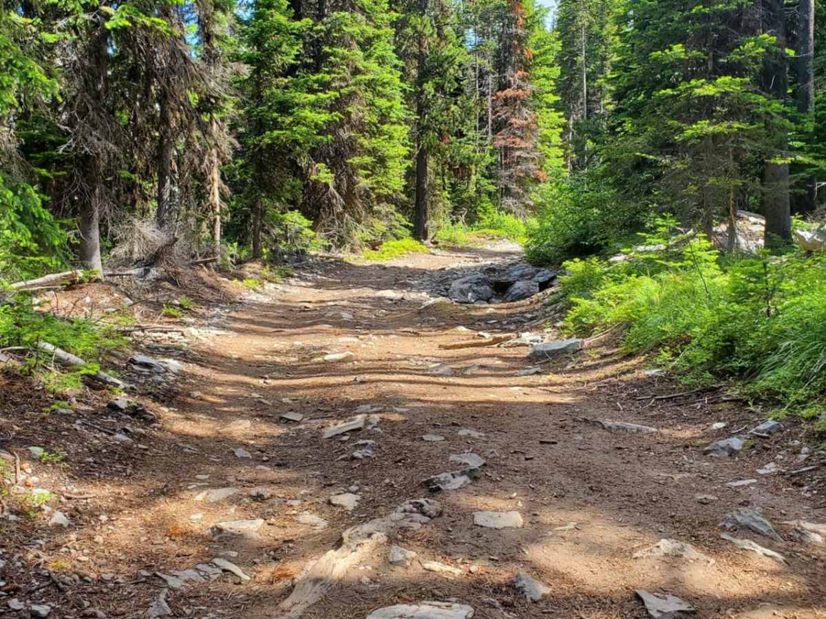 Blacktail Wild Bill OHV photo 6