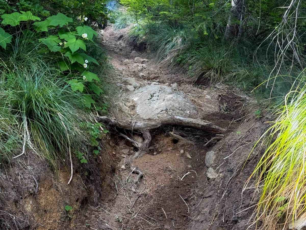 Osborne Mountain 250 trail photo