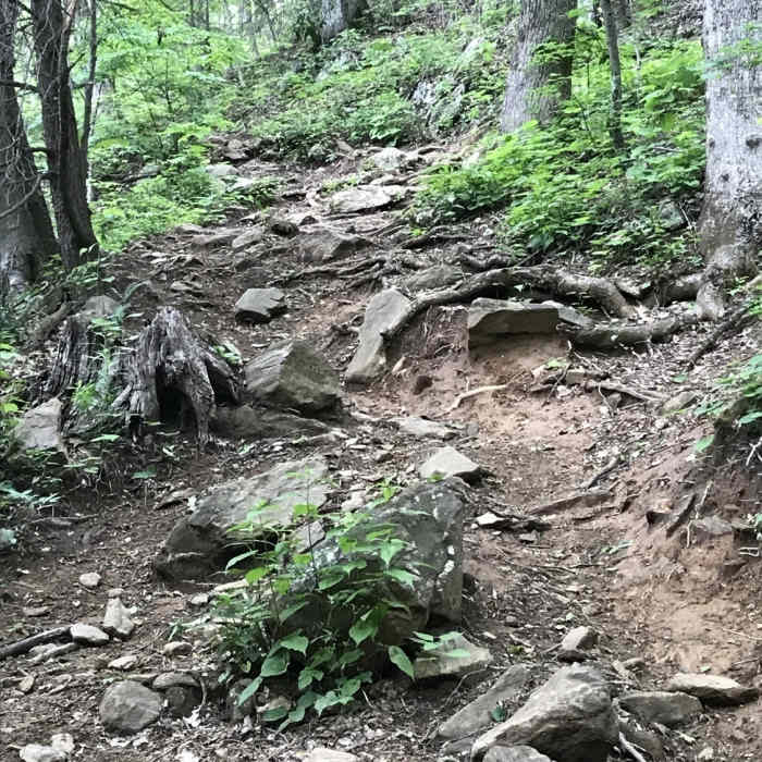 Near Farlow Gap Trail