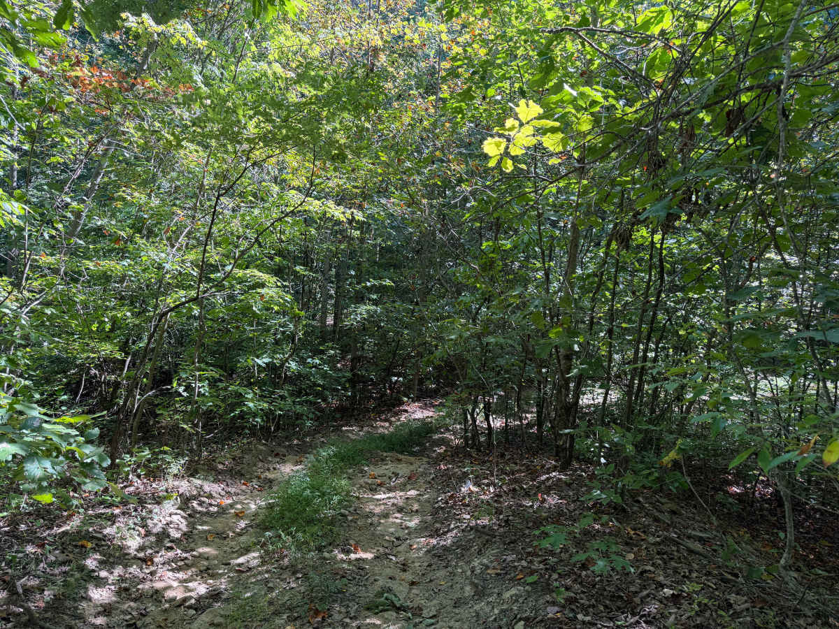 62 photo 3