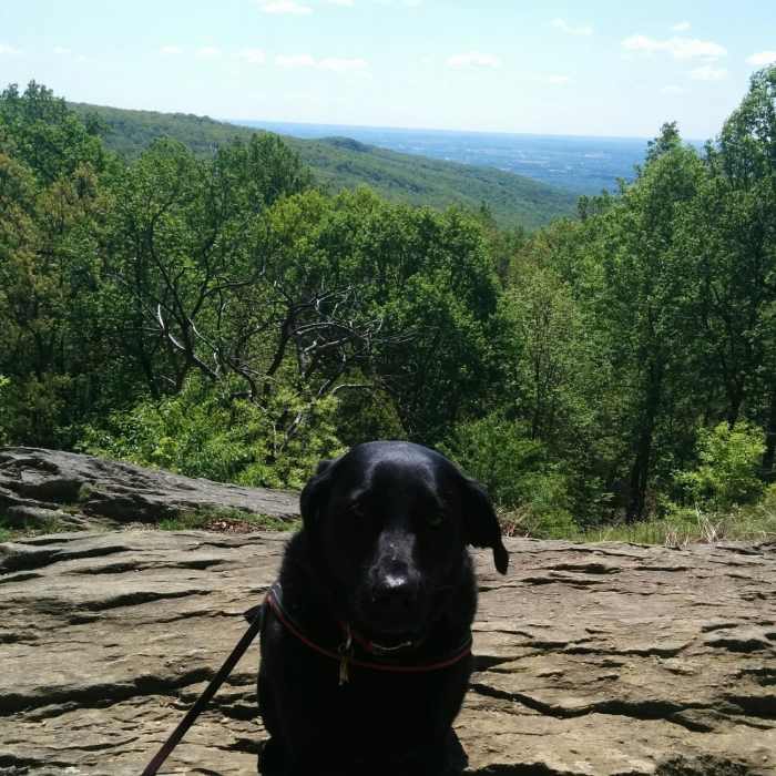 Near Hog Rock Vista Trail