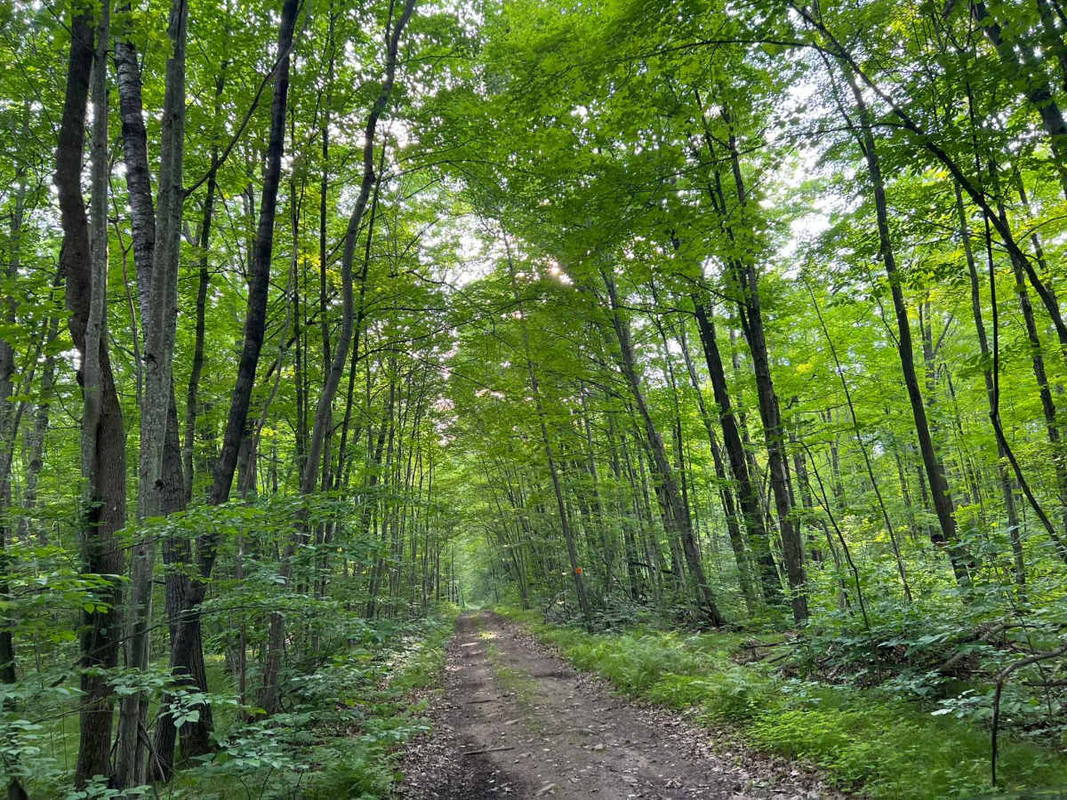 FS 2262B  trail photo