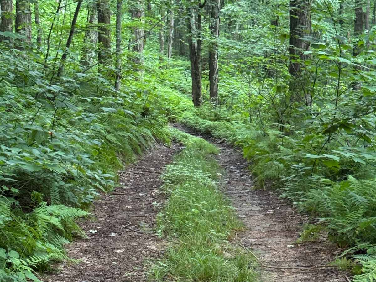 Trail 28 photo 4