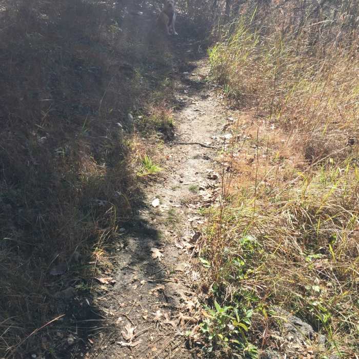 Near Wilderness Trail