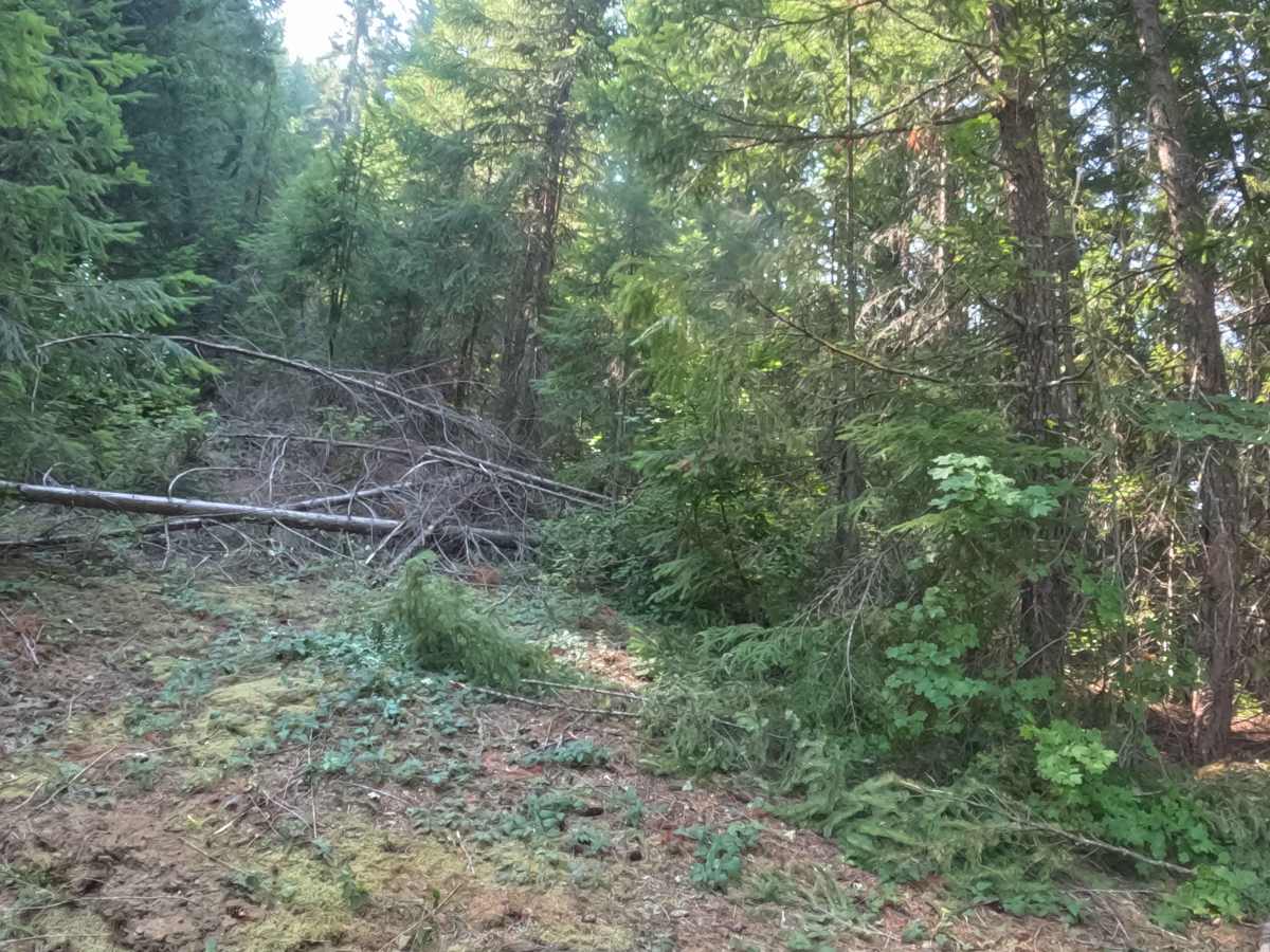 FS 2231721 trail photo
