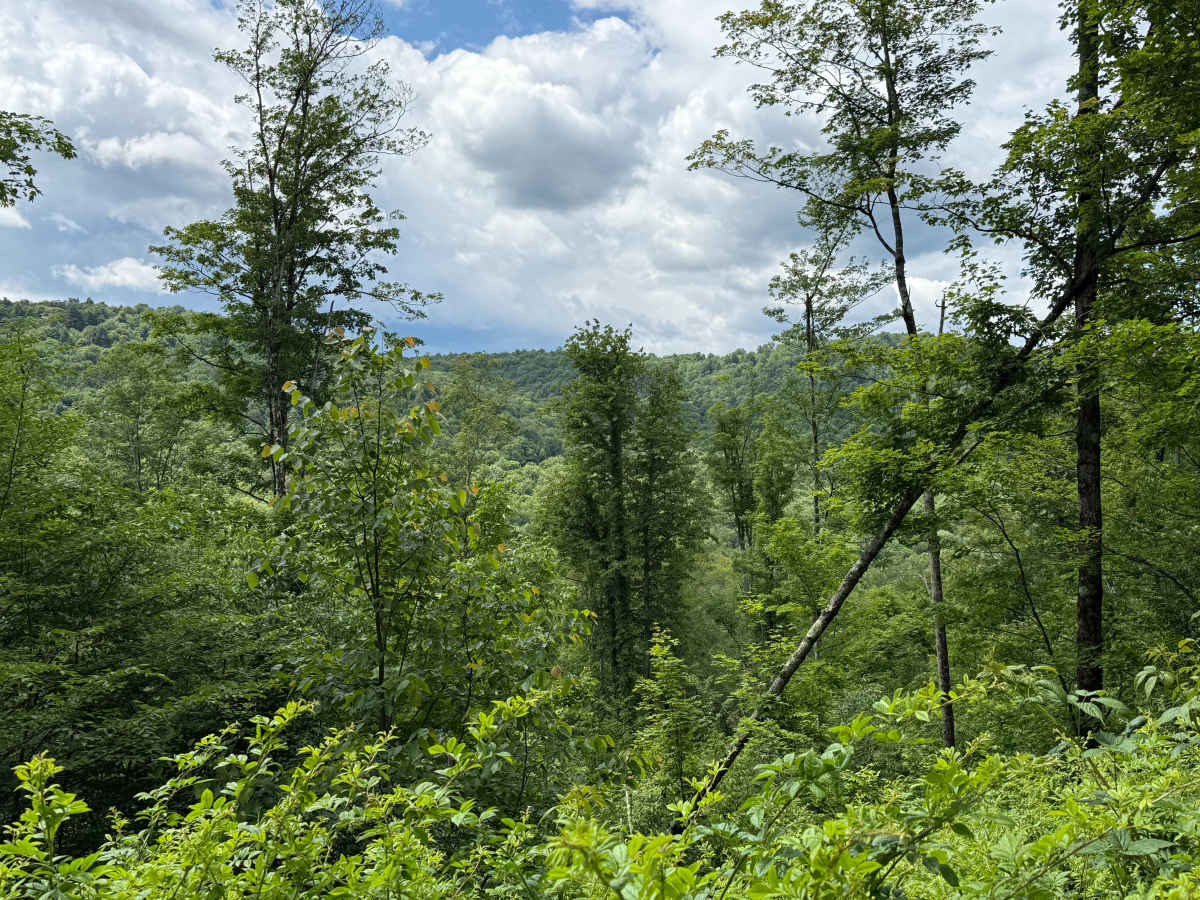 Whiting Run - FS 321 photo 5