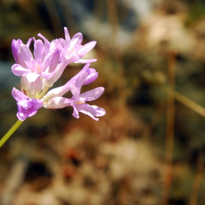 Near Castle Crags Dome Hike