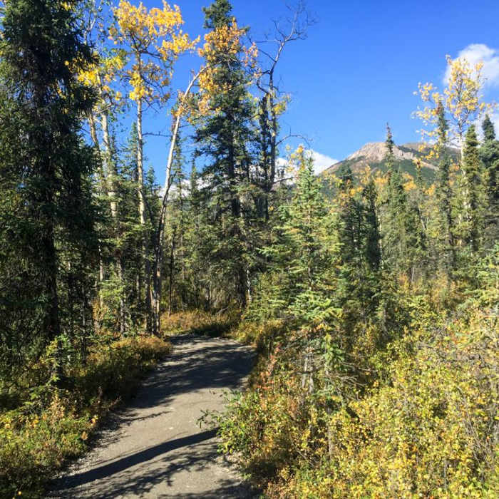 Near Denali National Park Visitor Center to Bison Gulch Hike Near Denali National Park Visitor Center to Bison Gulch Hike